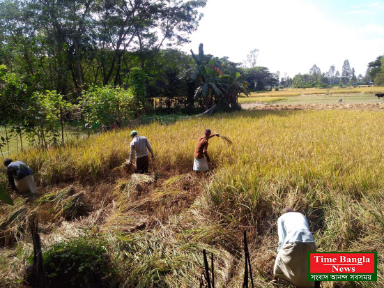 বোয়ালখালীতে আমনের বাম্পার ফলন, ঘরে তুলতে ব্যস্ত কৃষক