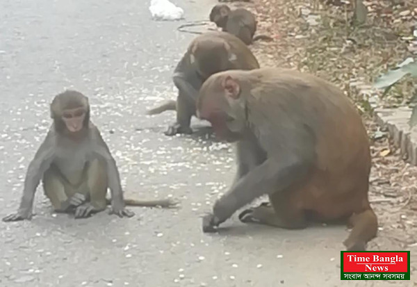 বানরের খাবার মানুষে খায়