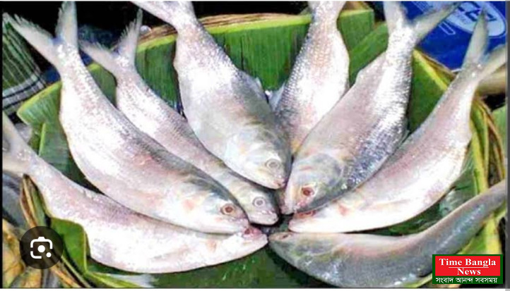 পদ্মা-মেঘনায় ইলিশ কমে, নর্মদায় কেন বাড়ে?*