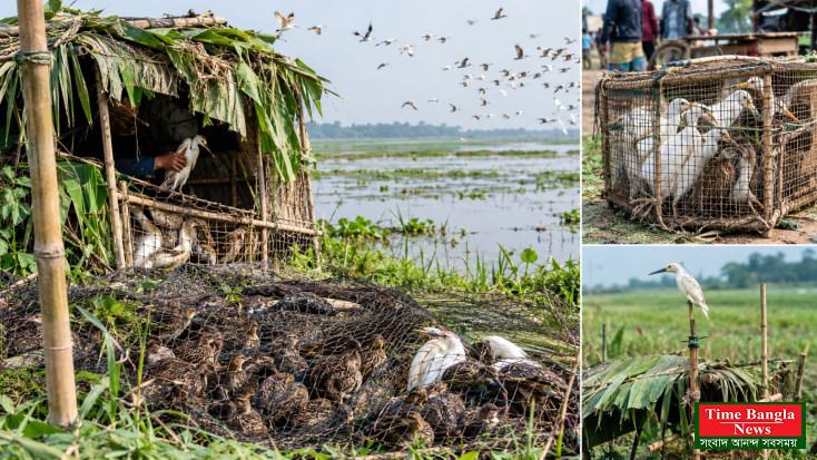 চলনবিলে অতিথি পাখির মরণফাঁদ, নির্বিচারে চলছে শিকার’।*